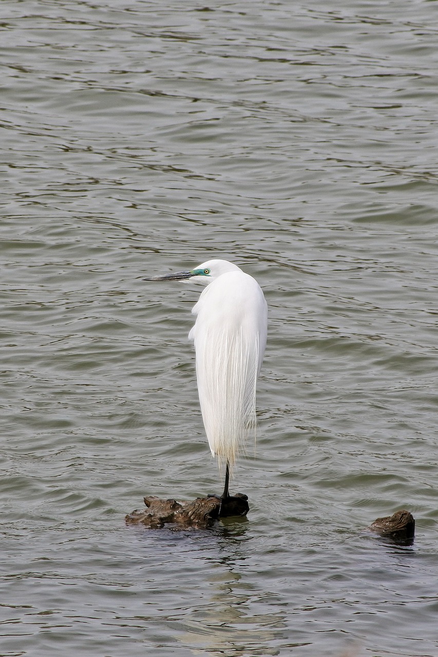 Gyvūnas, Upė, Vanduo, Vandens Paukščiai, Laukiniai Paukščiai, Laukinis Gyvūnas, Natūralus, Egret, Heronas, 婚姻 色