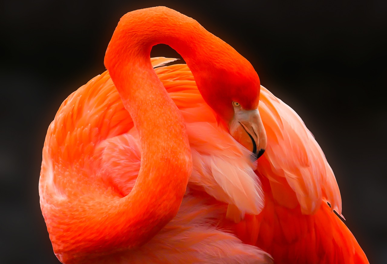 Gyvūnas, Paukštis, Flamingo, Plunksna, Raudona, Sąskaitą, Priežiūra, Plumėjimas, Rožinis Flamingas, Kaklas