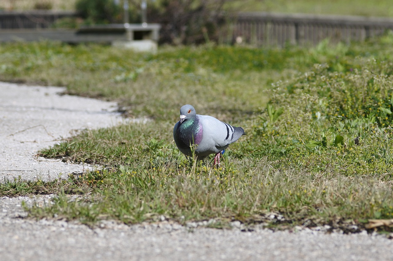 Gyvūnas, Paukštis, Balandis, Atgal, Vištienos Krūtys, Vaikščioti, Nemokamos Nuotraukos,  Nemokama Licenzija