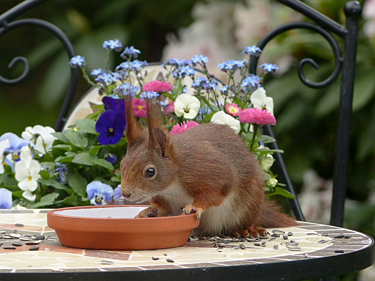 Gyvūnas, Graužikas, Voverė, Sciurus Vulgaris Major, Maitinimas, Sodas, Nemokamos Nuotraukos,  Nemokama Licenzija