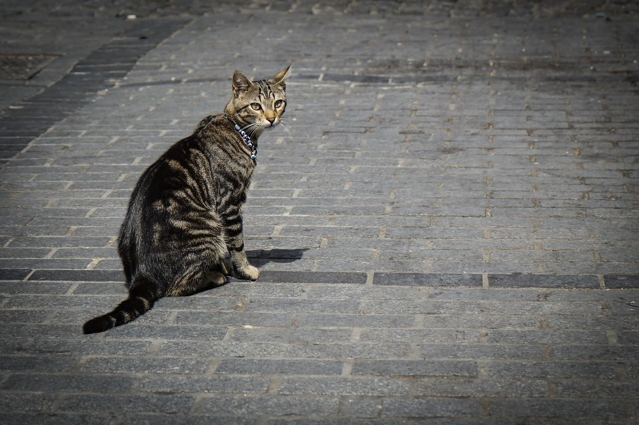 Gyvūnas, Katė, Portretas, Karoliai, Grandinė, Alėja Katė, Stanbulas Katinas, Nemokamos Nuotraukos,  Nemokama Licenzija