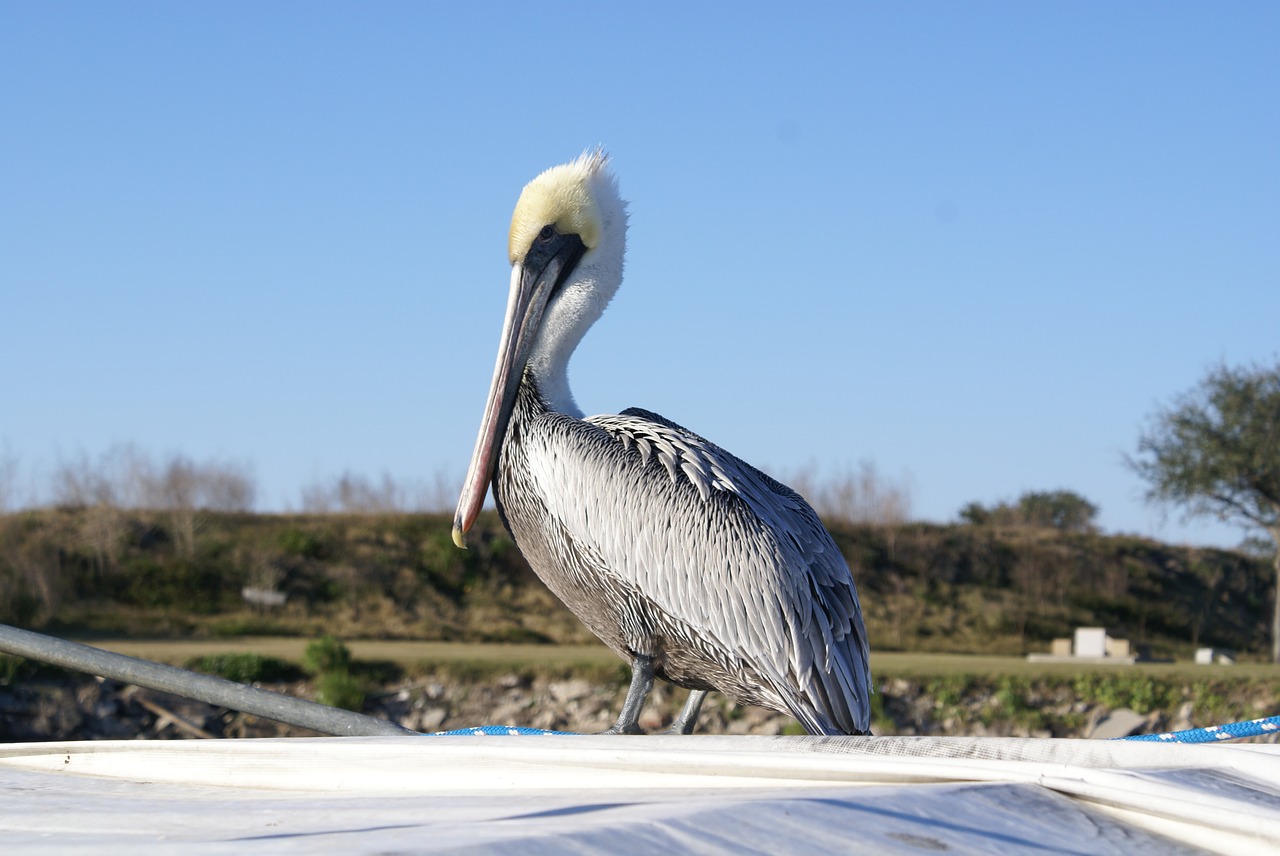 Gyvūnas, Paukštis, Pelican, Nemokamos Nuotraukos,  Nemokama Licenzija