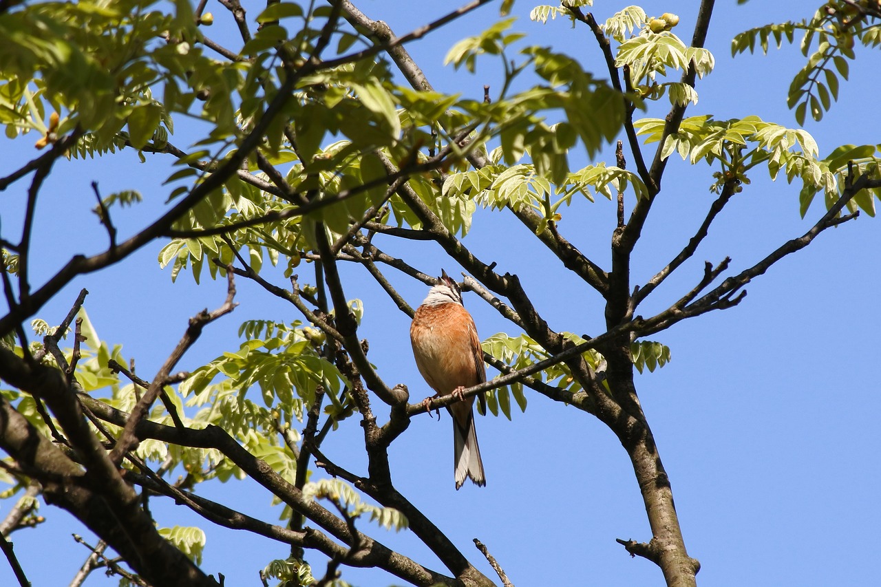 Gyvūnas, Augalas, Mediena, Laukiniai Paukščiai, Mažas Paukštelis, Bunting, Laukinis Gyvūnas, Skambesys, Natūralus, Kraštovaizdis