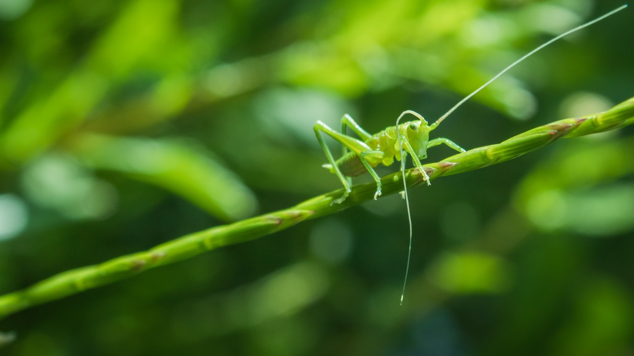 Gyvūnas, Makro, Uždaryti, Gamta, Žiogas, Nemokamos Nuotraukos,  Nemokama Licenzija