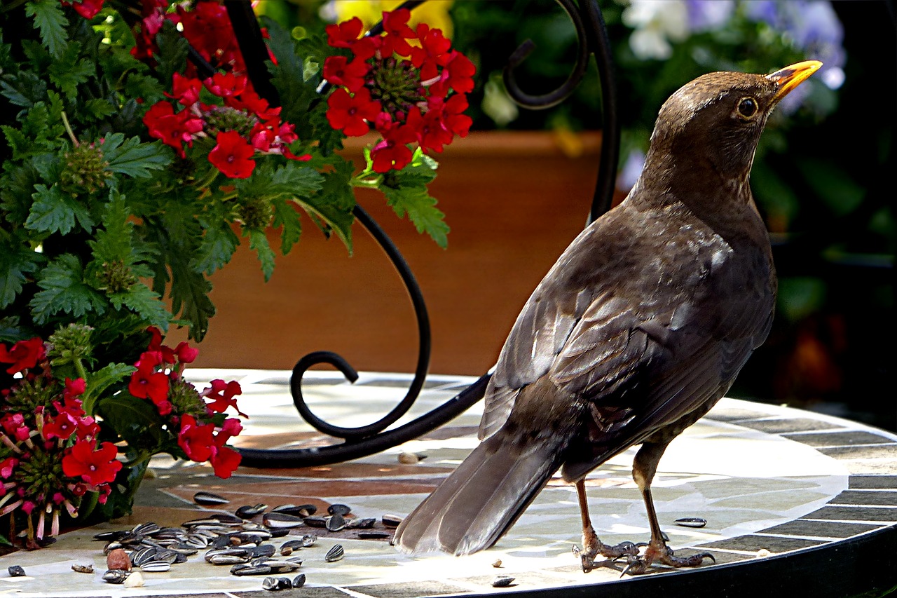 Gyvūnas, Paukštis, Juoda Paukštis, Turdus Merula, Maitinimas, Sodas, Nemokamos Nuotraukos,  Nemokama Licenzija