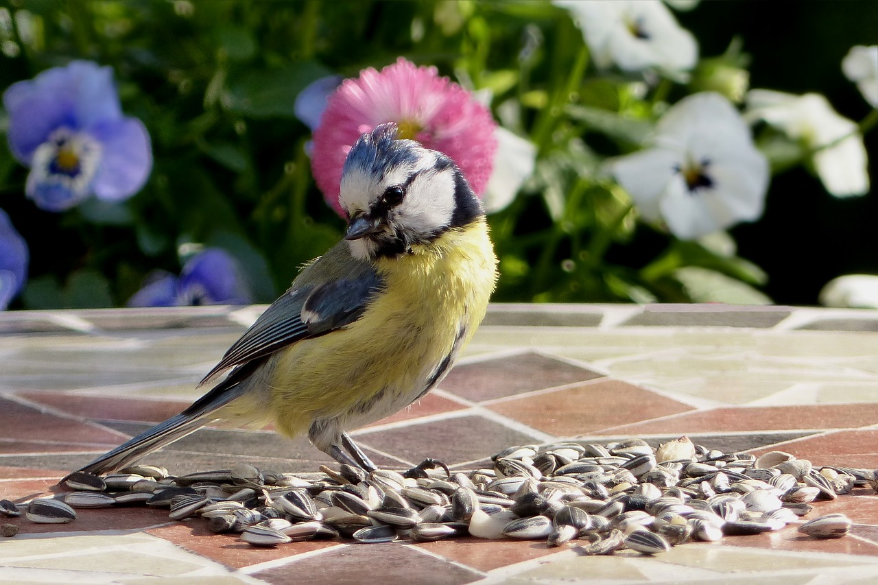 Gyvūnas, Paukštis, Šunys, Mėlynas Dantis, Cyanistes Caeruleus, Jaunas, Maitinimas, Sodas, Nemokamos Nuotraukos,  Nemokama Licenzija