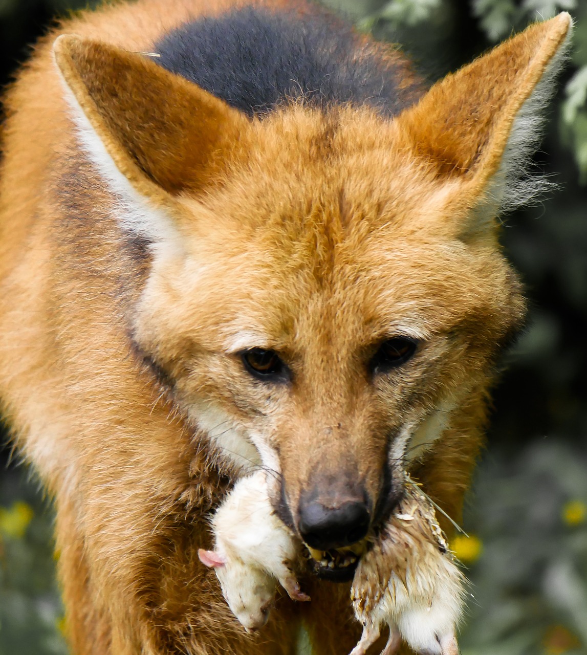 Gyvūnas, Vilkas, Valdomas Vilkas, Grobis, Žiurkė, Valgyti, Tiergarten Nürnberg, Plėšrūnas, Laukinės Gamtos Fotografija, Nemokamos Nuotraukos