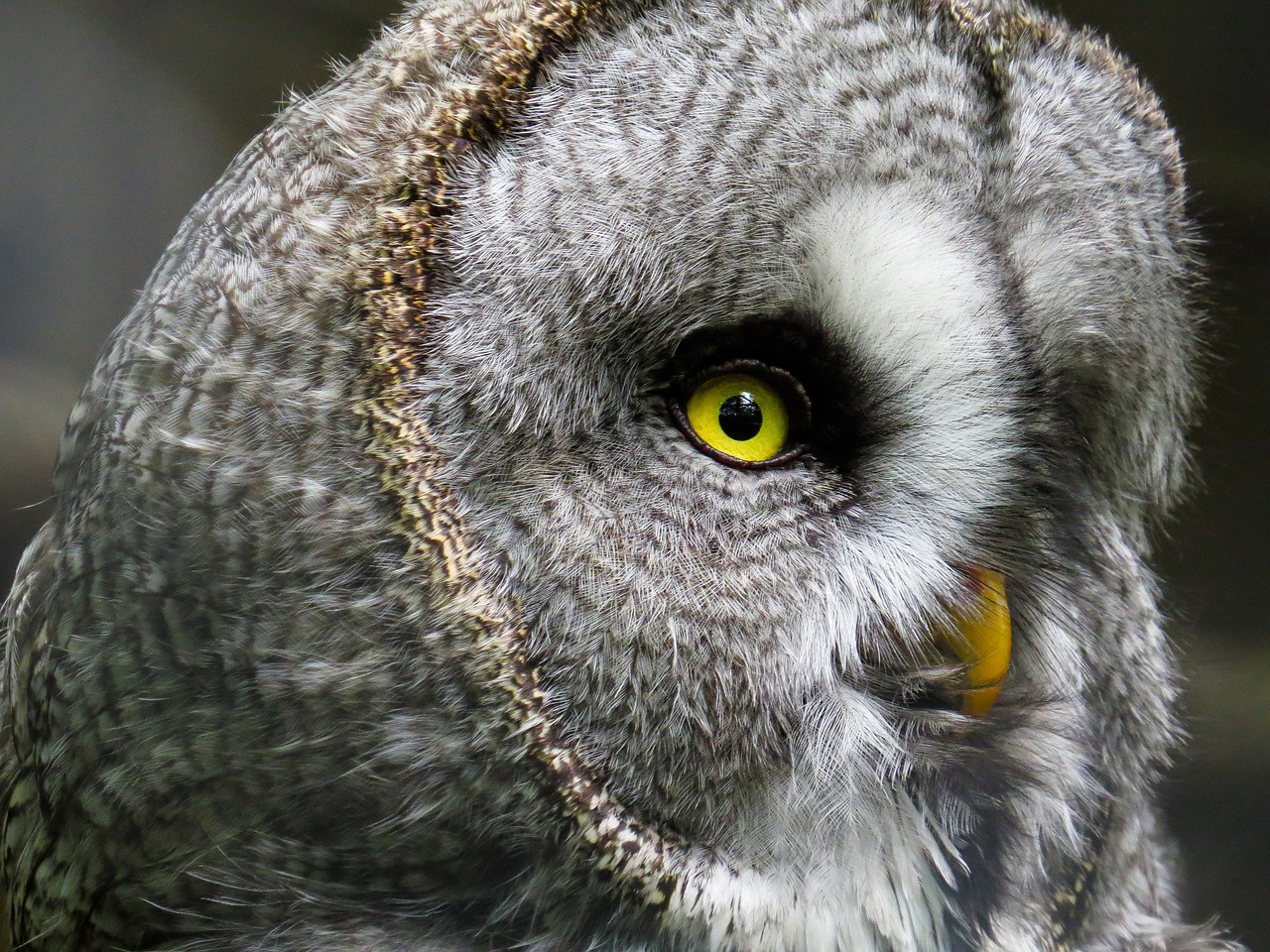 Gyvūnas, Pelėdos, Paukštis, Plumėjimas, Sąskaitą, Akys, Plėšrusis Paukštis, Raptoras, Erelis Pelėda, Plunksna