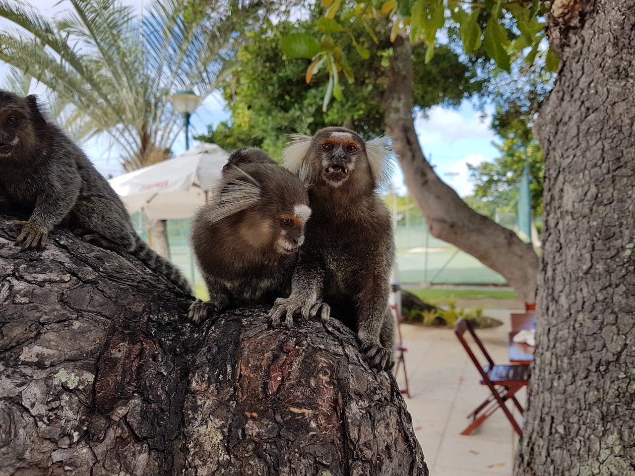 Gyvūnas, Gyvūnai, Beždžionė, Marmoset, Bahia, Gyvūnų Pasaulis, Gamta, Nemokamos Nuotraukos,  Nemokama Licenzija