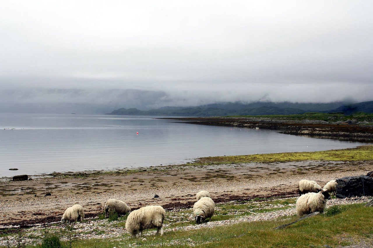 Gyvūnas, Avys, Nebelschleier, Bloga Oro Fotografija, Vakarų Aukštumos, Škotija, Ballachulish, Vienas Salyklas, Oban, Tolkien