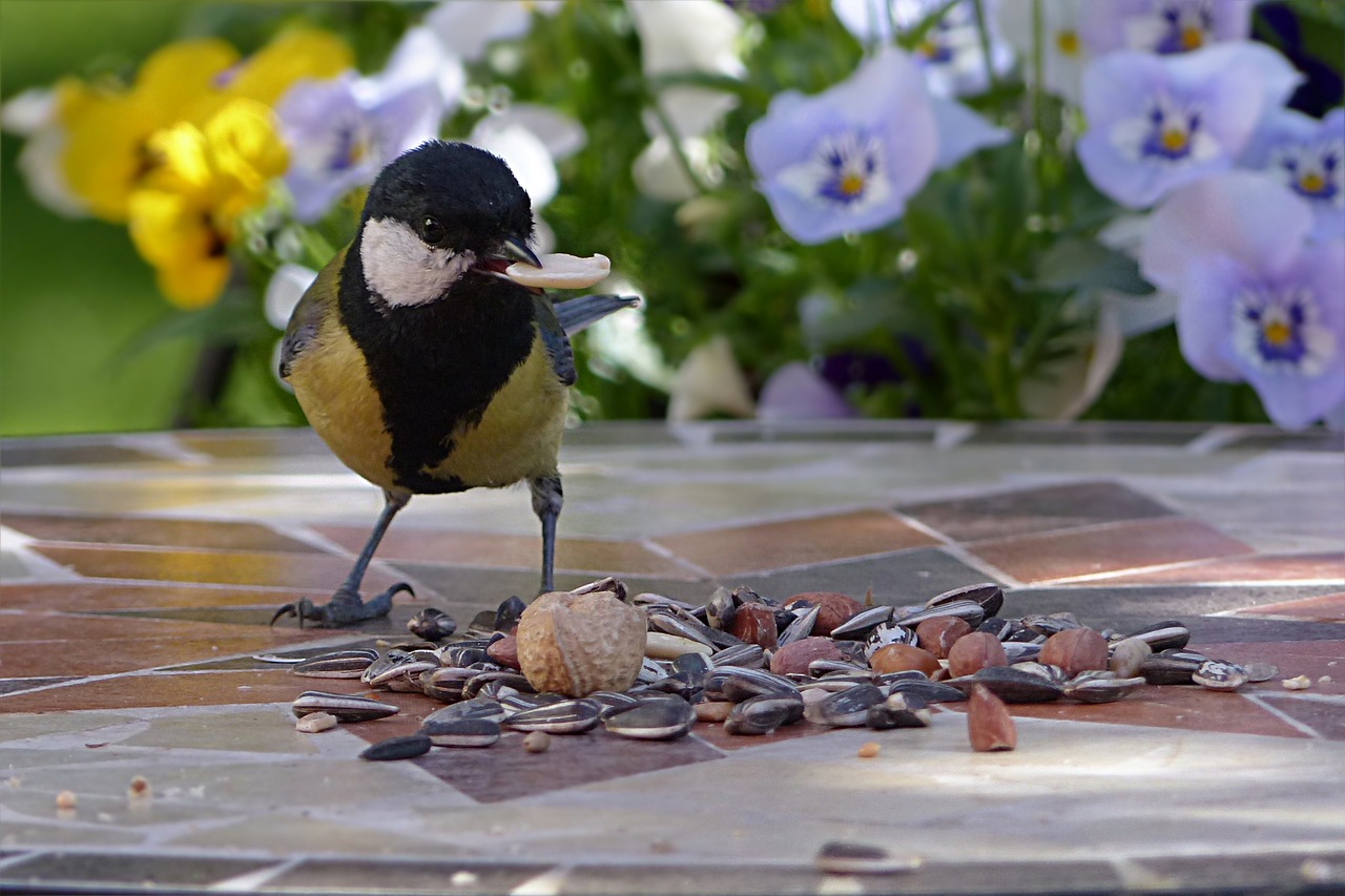 Gyvūnas, Paukštis, Šunys, Parus Majoras, Jaunas, Maitinimas, Sodas, Nemokamos Nuotraukos,  Nemokama Licenzija