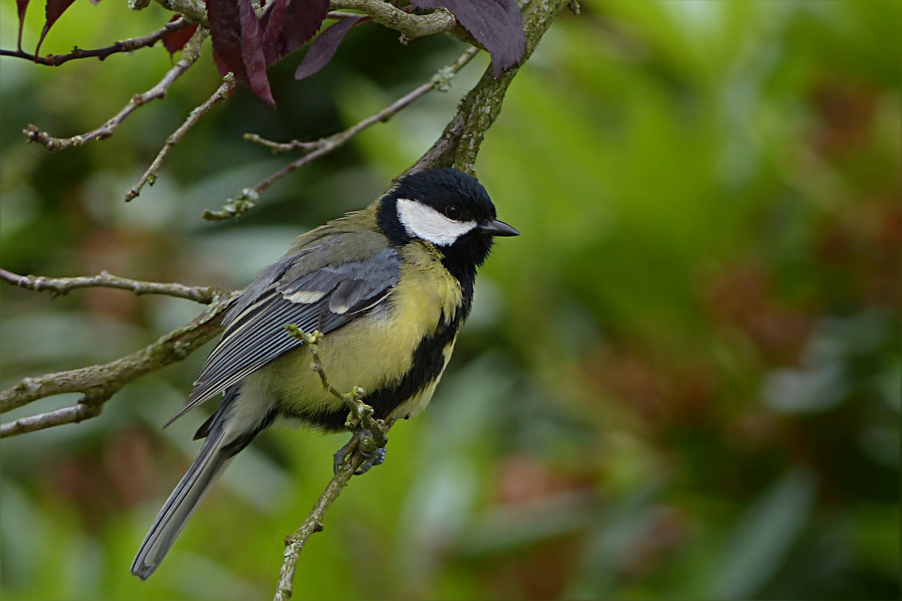 Gyvūnas, Paukštis, Šunys, Parus Majoras, Jaunas, Maitinimas, Sodas, Nemokamos Nuotraukos,  Nemokama Licenzija