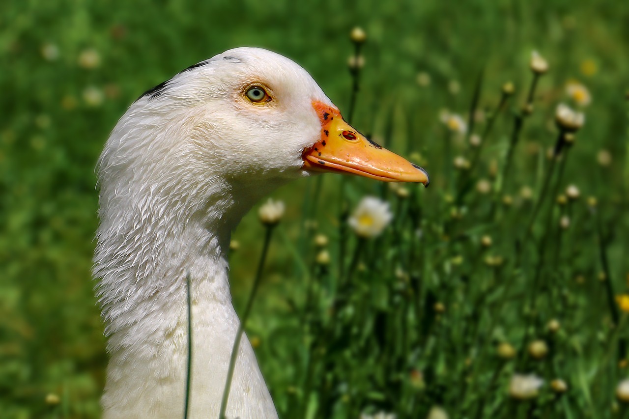 Gyvūnas, Žąsis, Plunksna, Žąsų Snapas, Gyvūnų Pasaulis, Gamta, Pieva, Galva, Laukinės Gamtos Fotografija, Nemokamos Nuotraukos