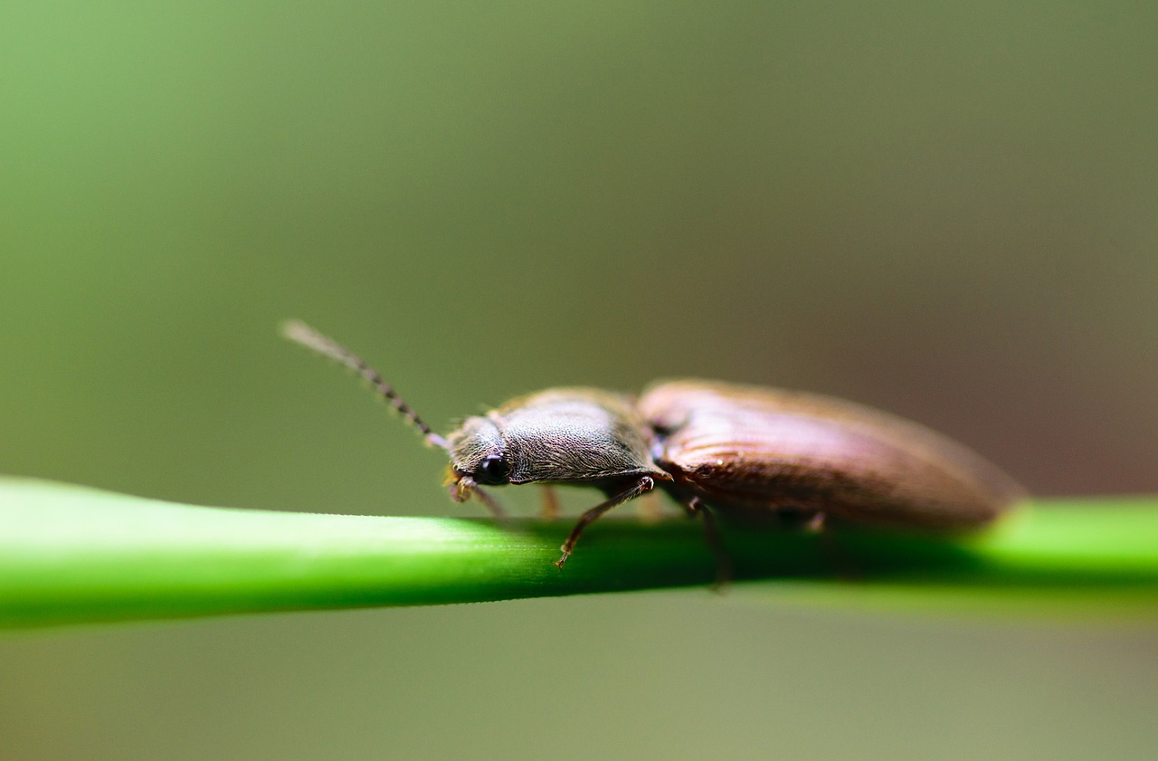 Gyvūnas, Nariuotakojų, Fonas, Gražus, Grožis, Vabalas, Biologija, Ruda, Klaida, Iš Arti