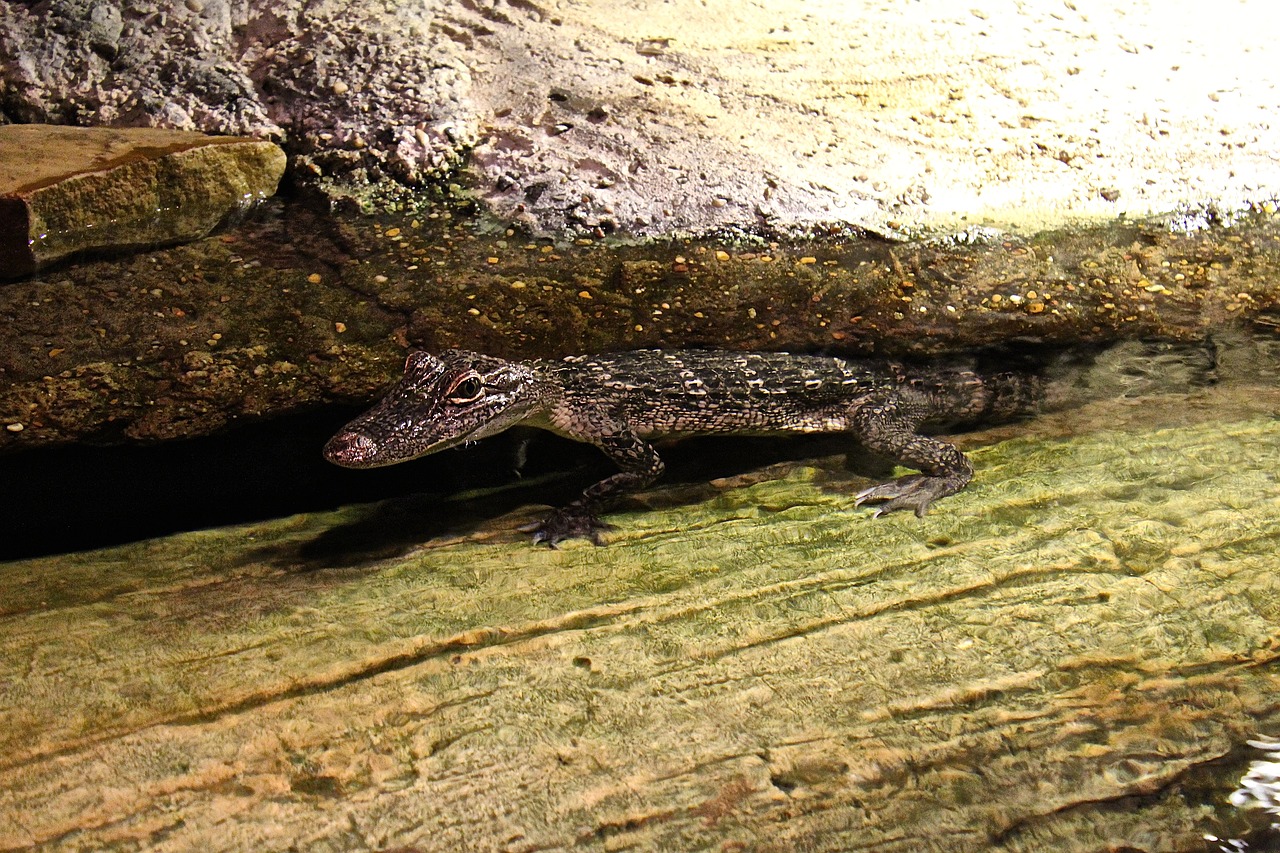 Gyvūnas, Ropliai, Gamta, Laukinė Gamta, Laukiniai, Padaras, Fauna, Nustatyti, Rūšis, Natūralus