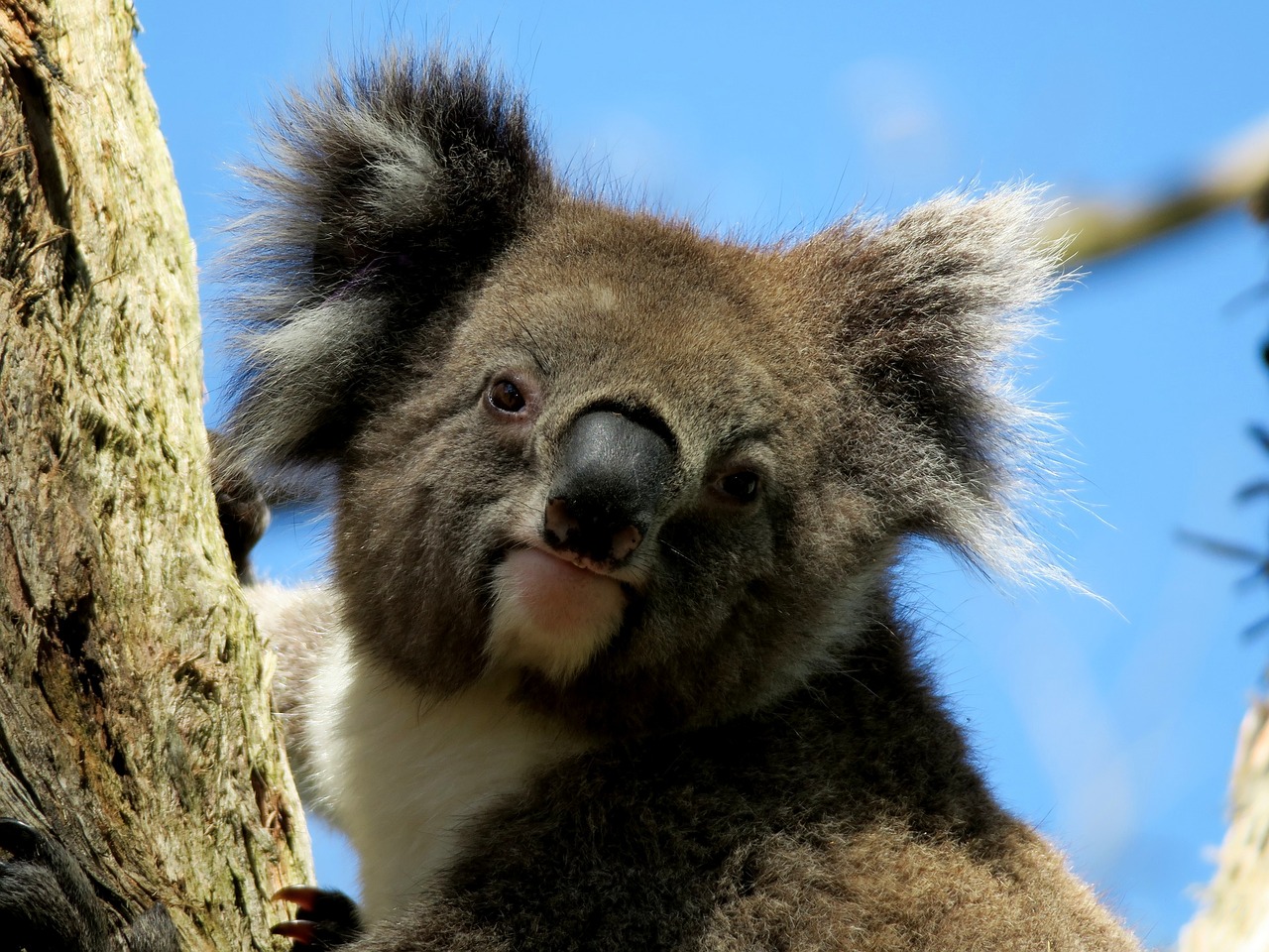 Gyvūnas, Koala, Australia, Nemokamos Nuotraukos,  Nemokama Licenzija