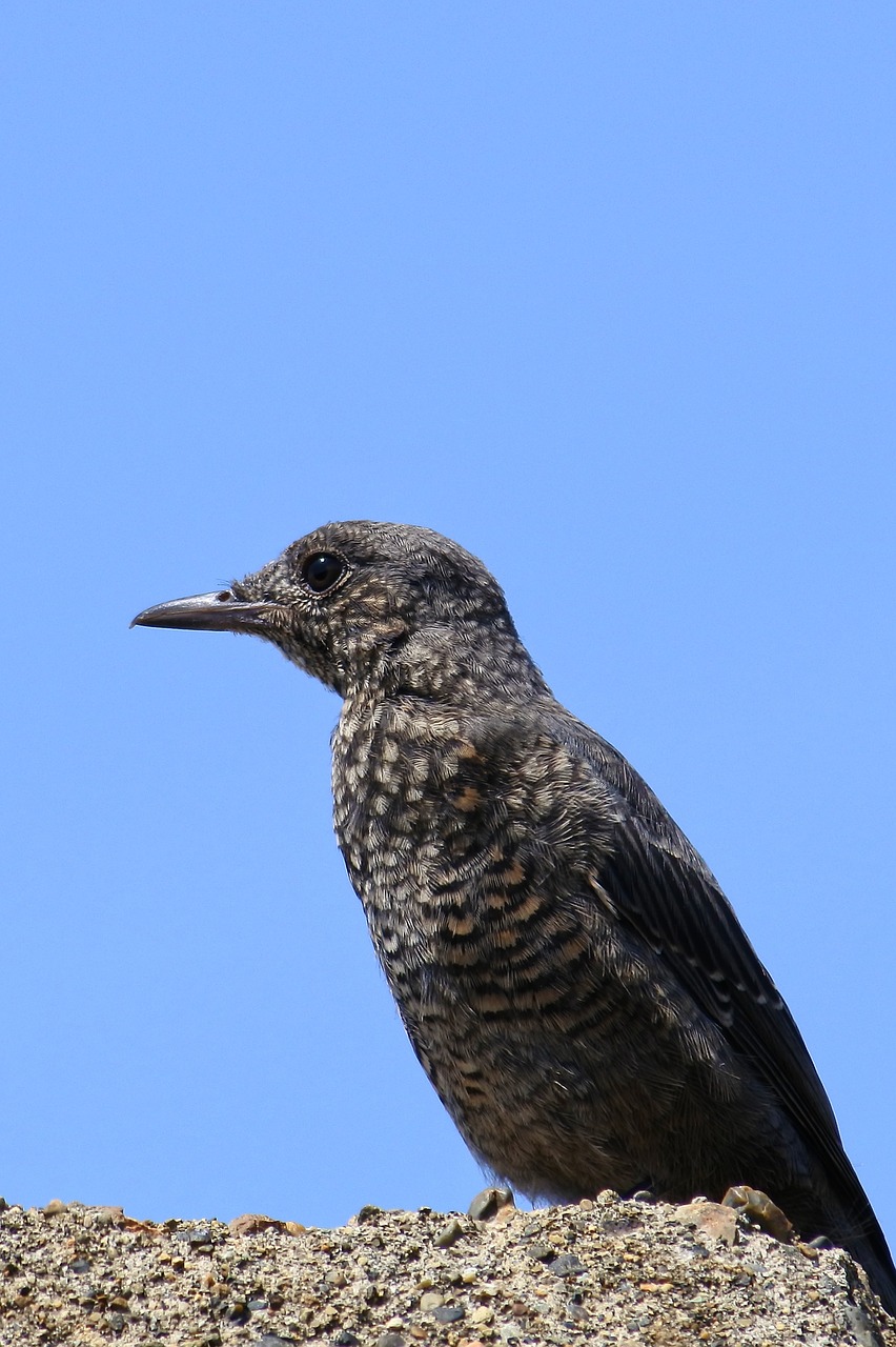 Gyvūnas, Jūra, Papludimys, Mažas Paukštelis, Metodas Bulbul, Jaunas Paukštis, Laukiniai Paukščiai, Laukinis Gyvūnas, Natūralus, Kraštovaizdis