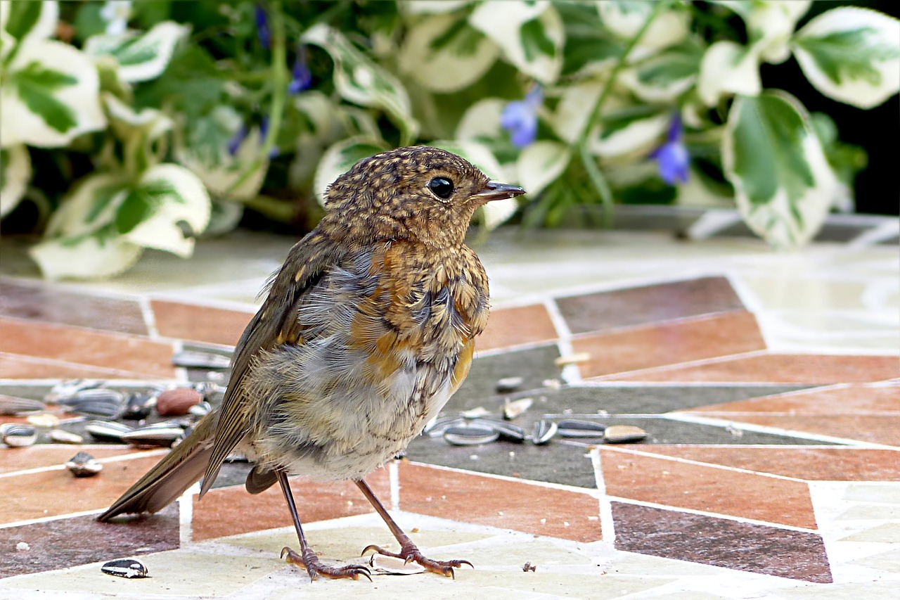 Gyvūnas, Paukštis, Robin, Erithacus Rubecula, Jaunas, Maitinimas, Sodas, Nemokamos Nuotraukos,  Nemokama Licenzija