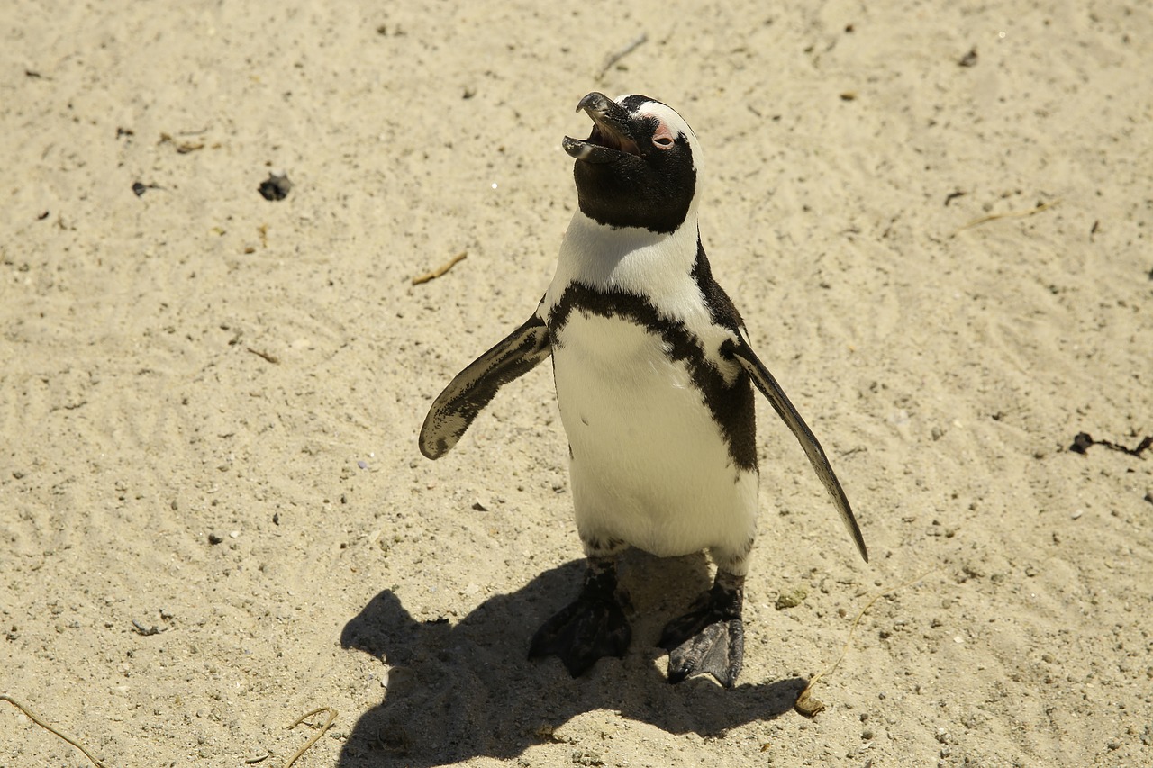 Gyvūnas, Pingvinas, Pietų Ašigalis, Geros Viltys, Pingvinas Sala, Cape Town, Nemokamos Nuotraukos,  Nemokama Licenzija