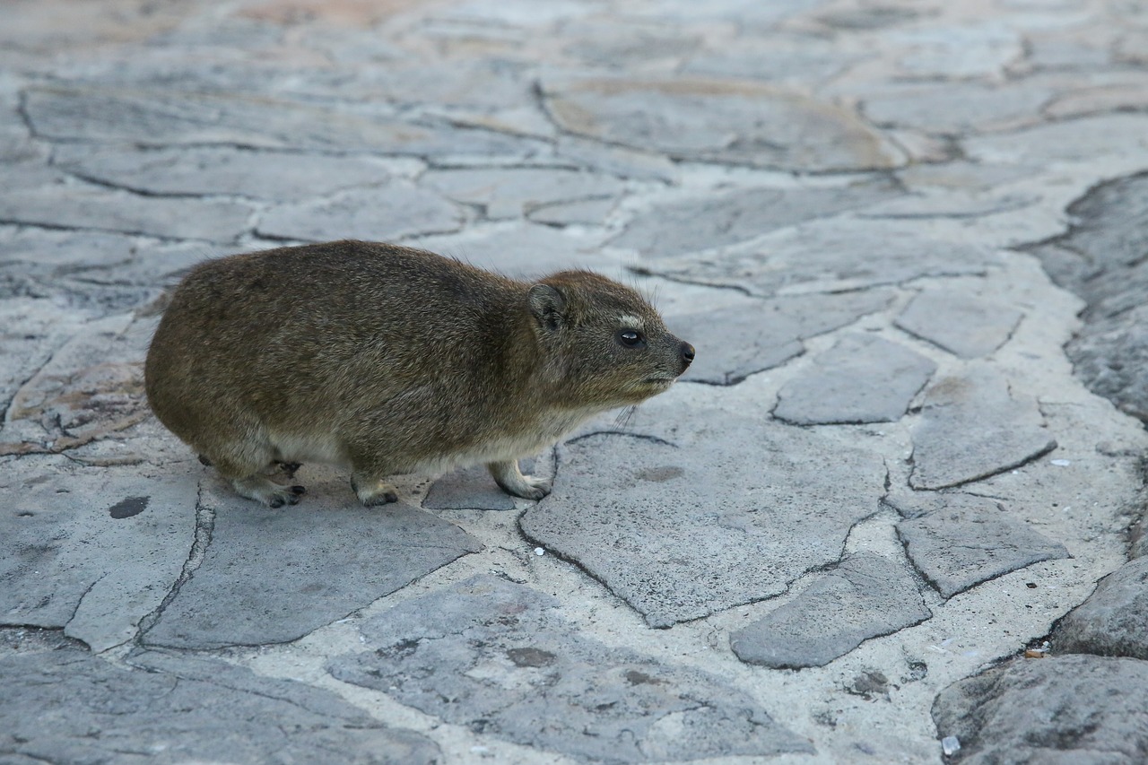 Gyvūnas, Roko Žiurkė, Geros Viltys, Cape Town, Nemokamos Nuotraukos,  Nemokama Licenzija