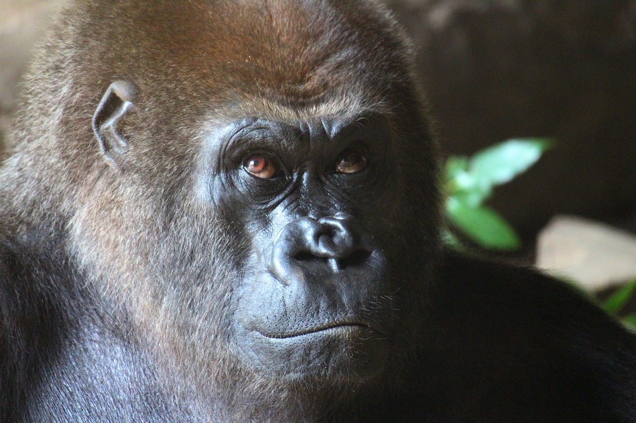 Gyvūnas, Gorila, Zoologijos Sodas, Nemokamos Nuotraukos,  Nemokama Licenzija