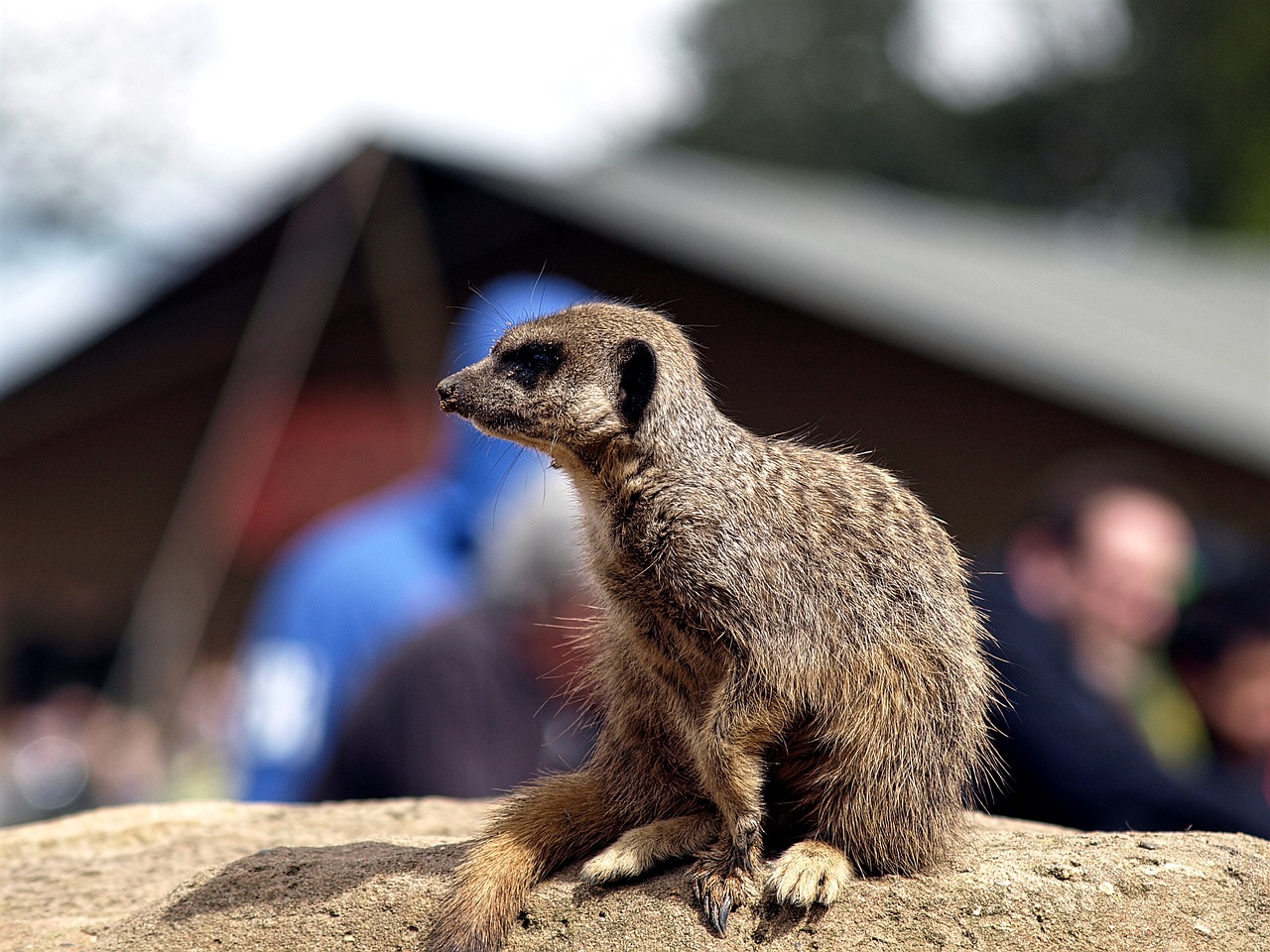 Gyvūnas, Meerkat, Gamta, Laukinė Gamta, Zoologijos Sodas, Mielas, Mažas, Padaras, Greitas, Nemokamos Nuotraukos