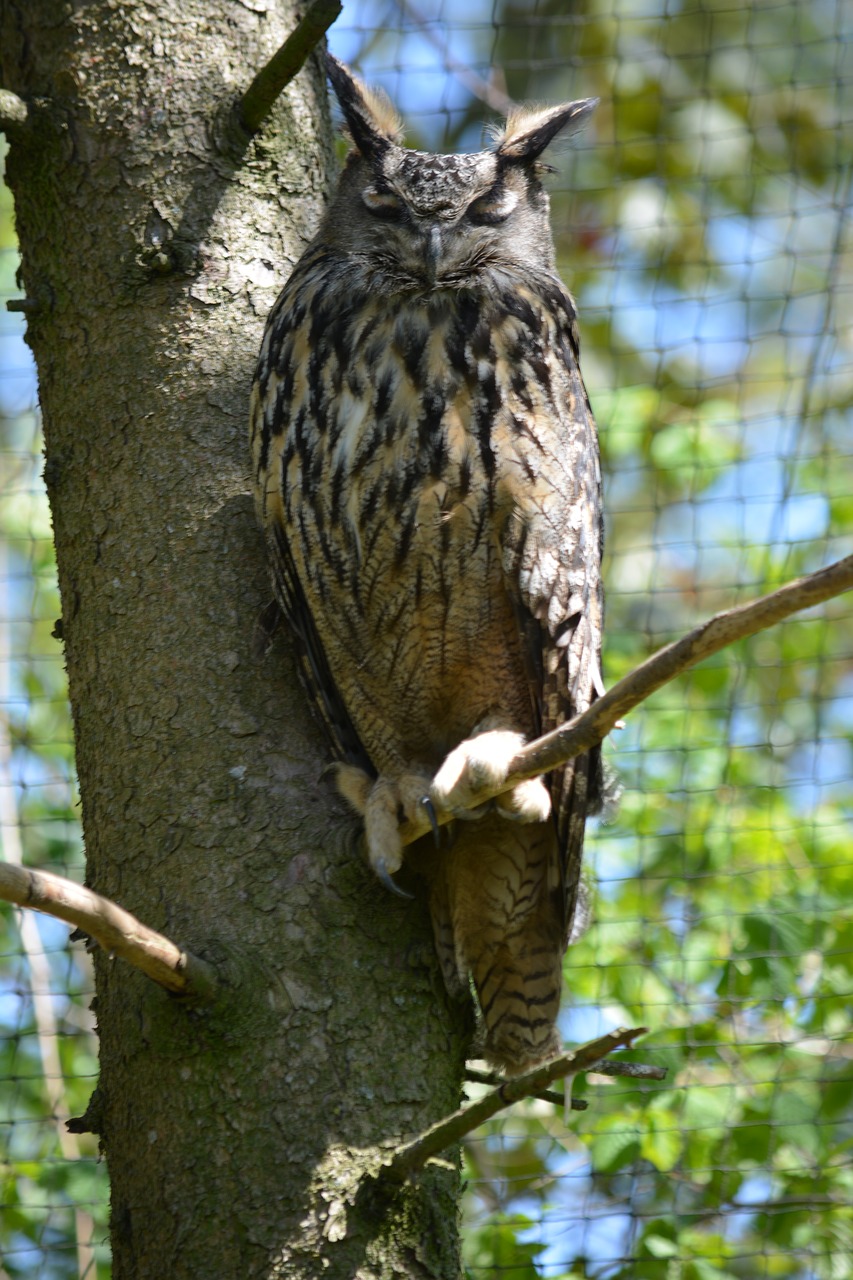 Gyvūnas, Raptoras, Salkūnai, Plėšrusis Paukštis, Pelėdos, Paukštis, Erelis Pelėda, Nemokamos Nuotraukos,  Nemokama Licenzija