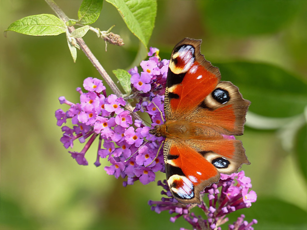 Gyvūnas, Vabzdys, Drugelis, Povas Drugeliai, Buddleja Davidii, Dekoratyvinis Krūmas, Nemokamos Nuotraukos,  Nemokama Licenzija