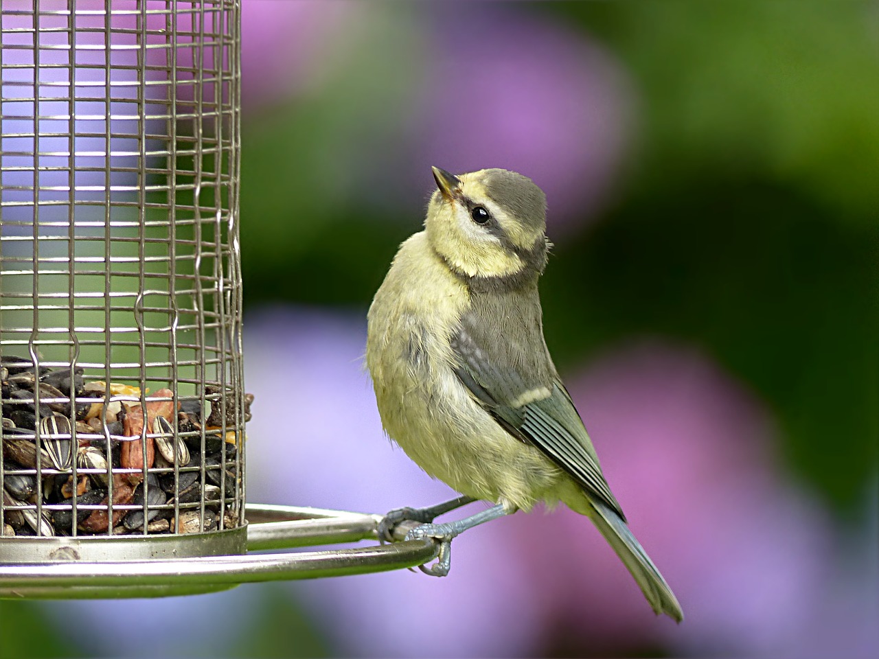 Gyvūnas, Paukštis, Šunys, Mėlynas Dantis, Cyanistes Caeruleus, Jaunas, Maistas, Vasara, Sodas, Nemokamos Nuotraukos