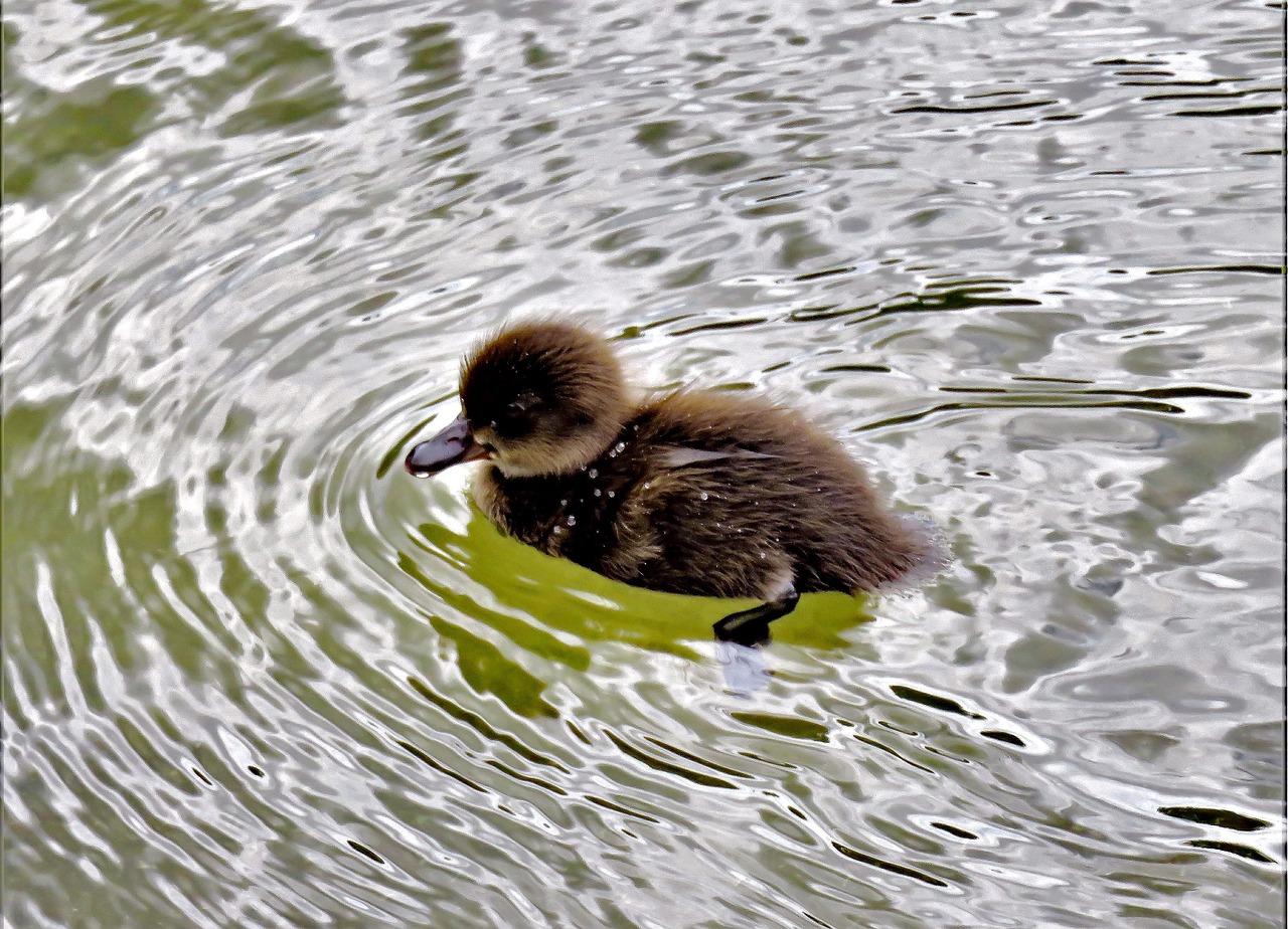 Gyvūnas, Ančiukai, Vandens Paukštis, Gyvūnų Vaikas, Anatidae, Nardymo Antis, Ruda, Mielas, Plunksna, Plaukti