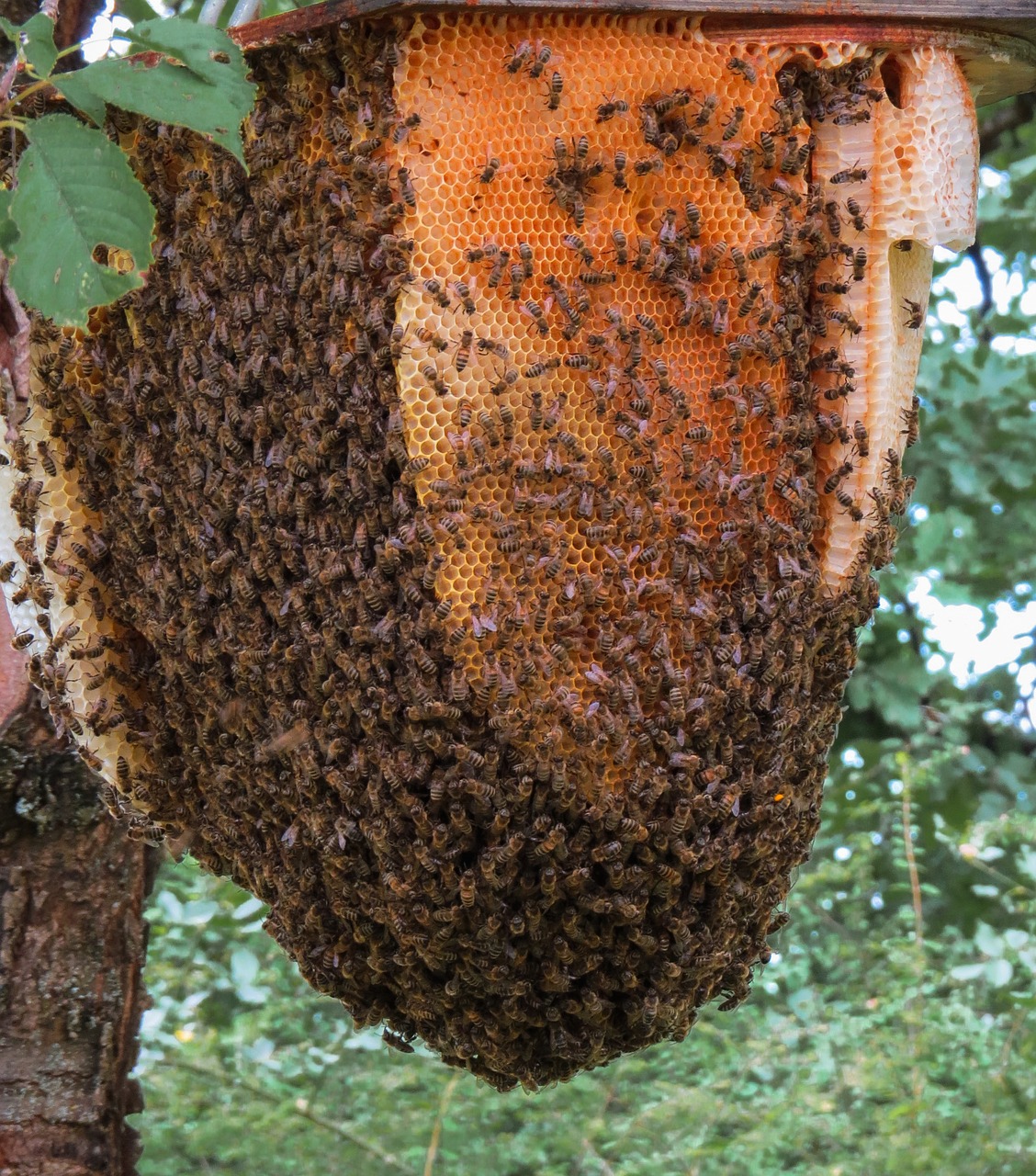 Gyvūnas, Vabzdys, Bičių, Avilys, Medus, Sparnas, Laukinės Bitės, Nemokamos Nuotraukos,  Nemokama Licenzija