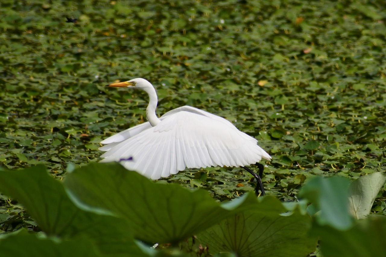 Gyvūnas, Ežeras, Heronas, Egret, Komandos Triušis, Laukiniai Paukščiai, Laukinis Gyvūnas, Natūralus, Kraštovaizdis, Skrydis