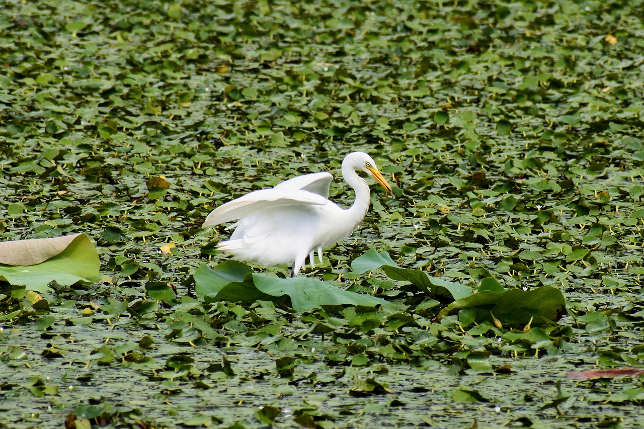 Gyvūnas, Ežeras, Heronas, Egret, Komandos Triušis, Laukiniai Paukščiai, Laukinis Gyvūnas, Natūralus, Kraštovaizdis, Dietoje