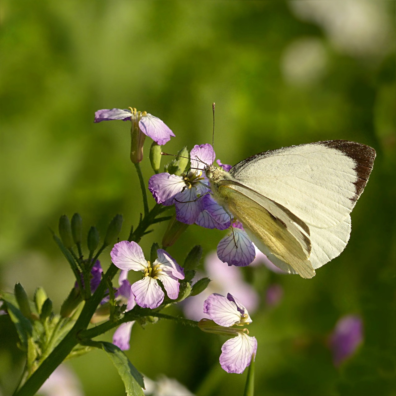 Gyvūnas, Vabzdys, Drugelis, Balta, Pieris Brassicae, Maitinimas, Laukinė Gėlė, Vasara, Nemokamos Nuotraukos,  Nemokama Licenzija