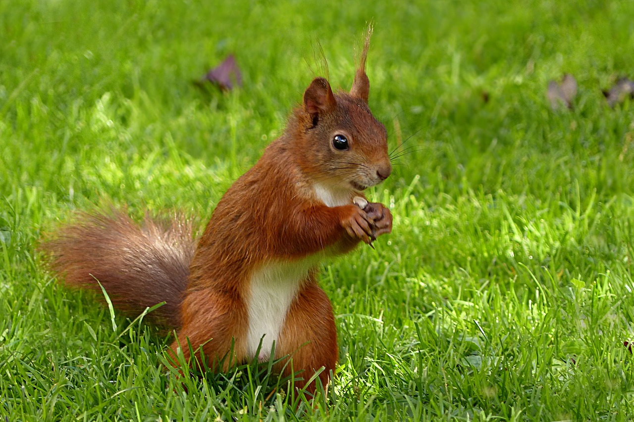 Gyvūnas, Žinduolis, Voverė, Sciurus Vulgaris Major, Maitinimas, Sodas, Vasara, Nemokamos Nuotraukos,  Nemokama Licenzija