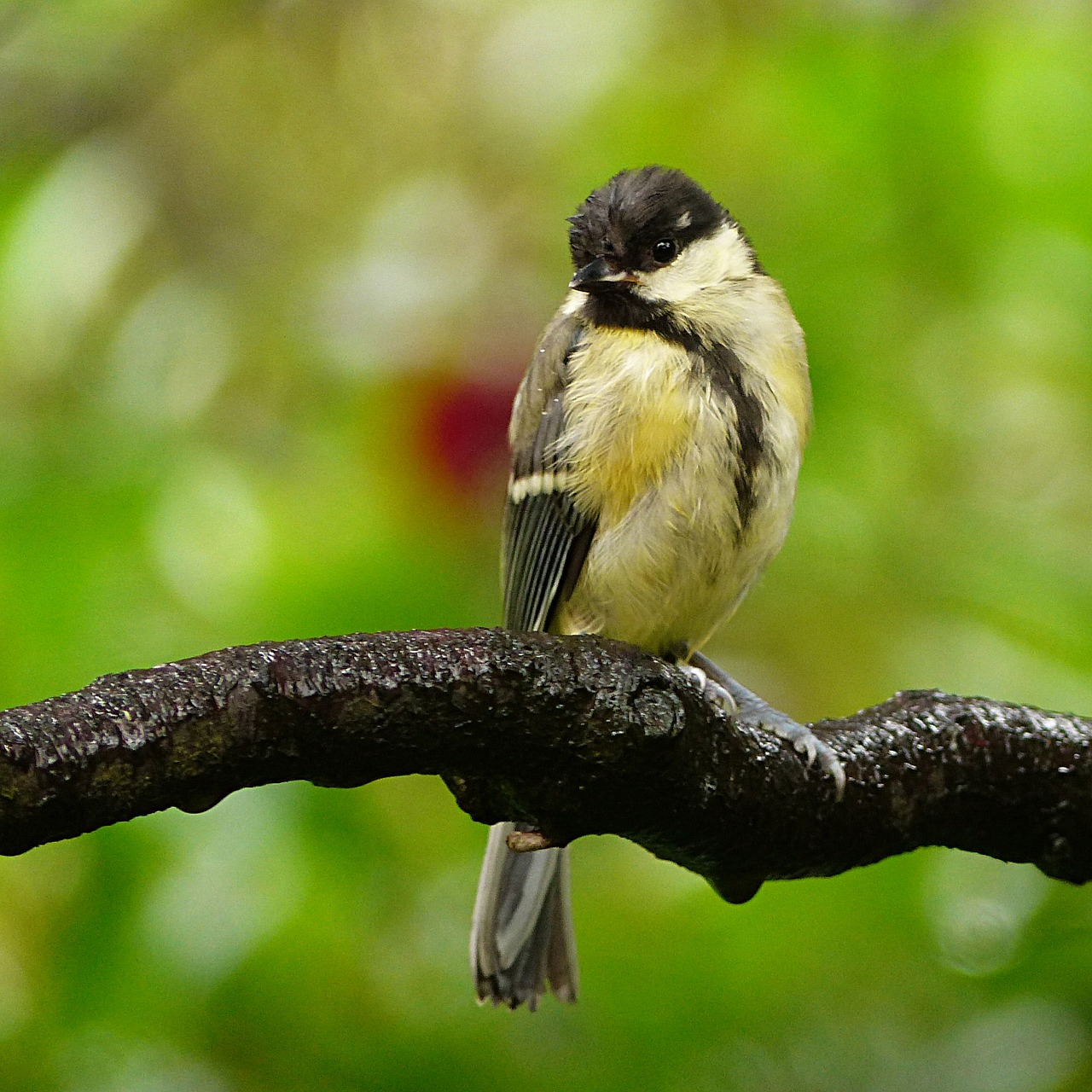 Gyvūnas, Paukštis, Šunys, Parus Majoras, Jaunas, Maitinimas, Sodas, Vasara, Nemokamos Nuotraukos,  Nemokama Licenzija