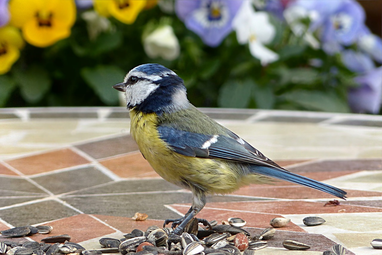 Gyvūnas, Paukštis, Šunys, Mėlynas Dantis, Cyanistes Caeruleus, Jaunas, Maitinimas, Sodas, Vasara, Nemokamos Nuotraukos