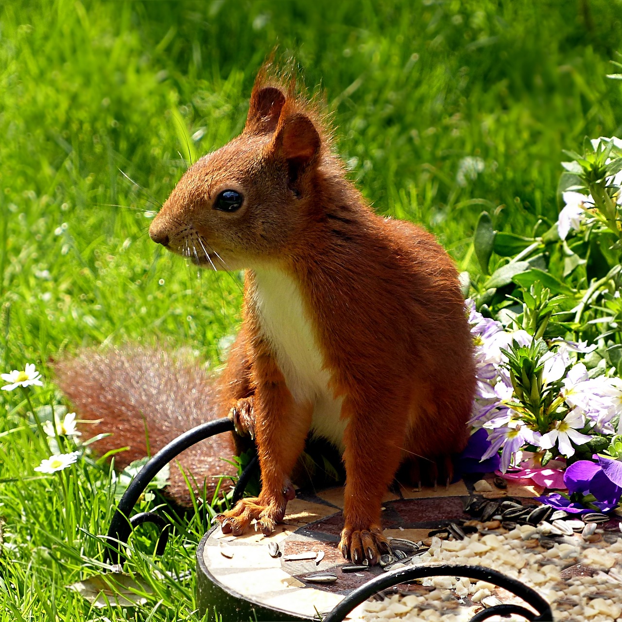 Gyvūnas, Žinduolis, Nager, Voverė, Sciurus Vulgaris Major, Maitinimas, Sodas, Vasara, Mielas, Nemokamos Nuotraukos