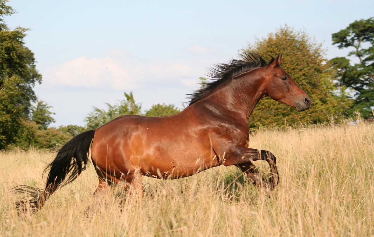 Gyvūnas, Arkliai, Laisvė, Mustangas, Arkliai, Mare, Vasara, Bėgimas, Arklys, Nemokamos Nuotraukos