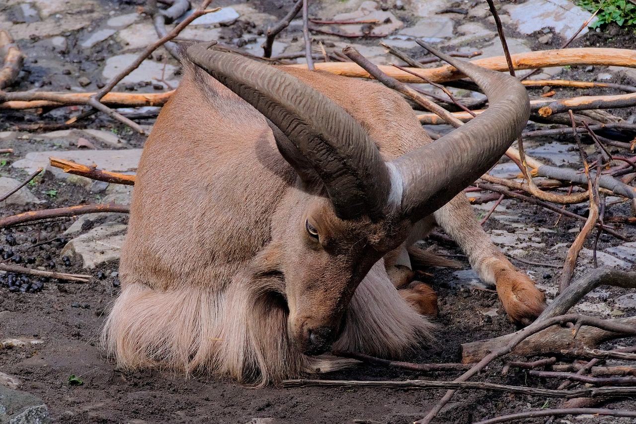 Gyvūnas, Ragai, Gamta, Buck, Gyvūnai, Nemokamos Nuotraukos,  Nemokama Licenzija