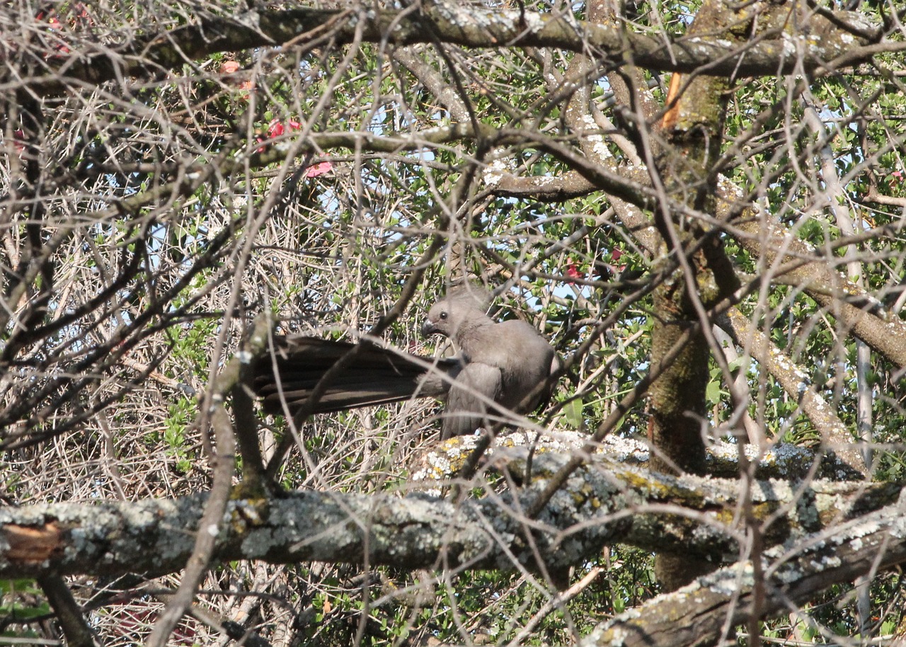 Gyvūnas, Paukštis, Pilka Lourie, Laukinė Gamta, Gamta, Medžio Žievė, Preening, Pietų Afrika, Nemokamos Nuotraukos,  Nemokama Licenzija