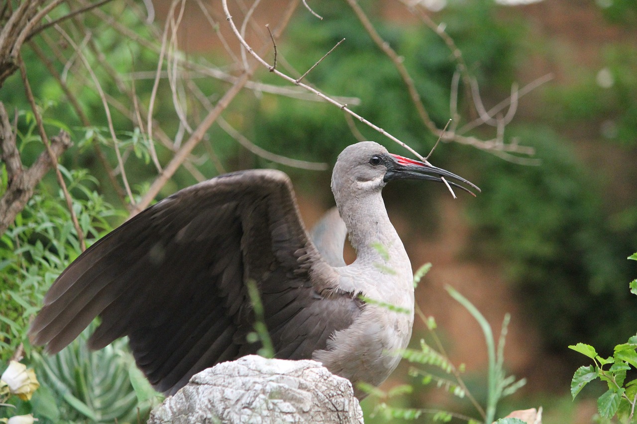 Gyvūnas, Paukštis, Hadada Ibis, Pietų Afrika, Atviri Sparnai, Gamta, Nemokamos Nuotraukos,  Nemokama Licenzija