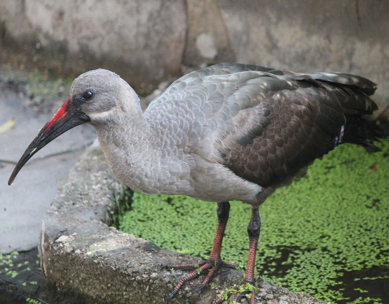 Gyvūnas, Paukštis, Hadada Ibis, Pietų Afrika, Tvenkinys, Gamta, Nemokamos Nuotraukos,  Nemokama Licenzija