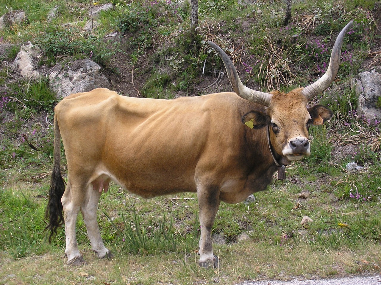 Gyvūnas, Lenktynes ​​Bordalesa, Gamta, Nemokamos Nuotraukos,  Nemokama Licenzija