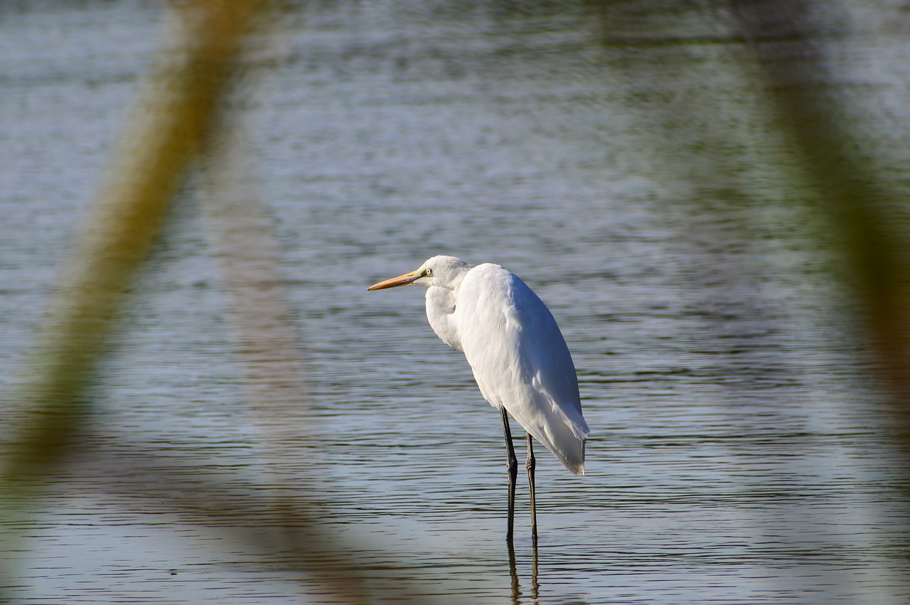 Gyvūnas, Upė, Vandentiekis, Laukiniai Paukščiai, Egret, Natūralus, Kraštovaizdis, Nemokamos Nuotraukos,  Nemokama Licenzija