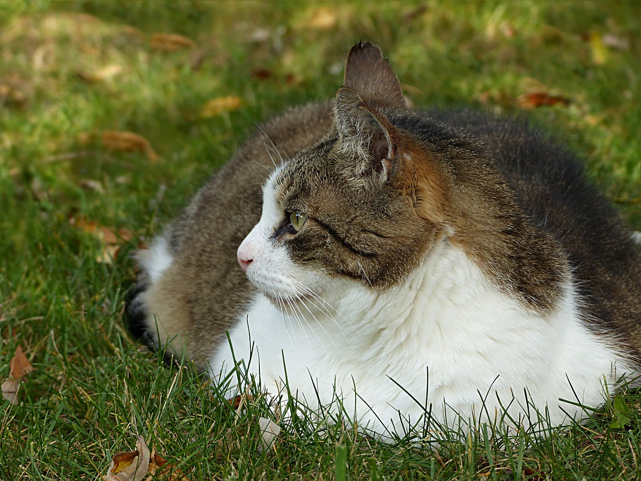 Gyvūnas, Katė, Felis Silvestris Catus, Pilka Balta, Melas, Dėmesio, Antsvorio, Nemokamos Nuotraukos,  Nemokama Licenzija