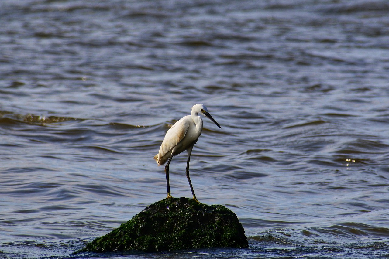 Gyvūnas, Jūra, Upė, Estuarija, Vandentiekis, Banga, Rokas, Laukiniai Paukščiai, Heronas, Egret