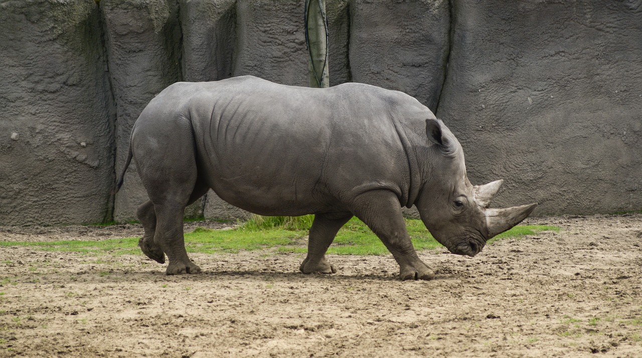 Gyvūnas, Laukinis Gyvūnas, Rhino, Afrika, Gyvūnų Pasaulis, Ragas, Šarvai, Izoliuotas, Raganos, Nemokamos Nuotraukos