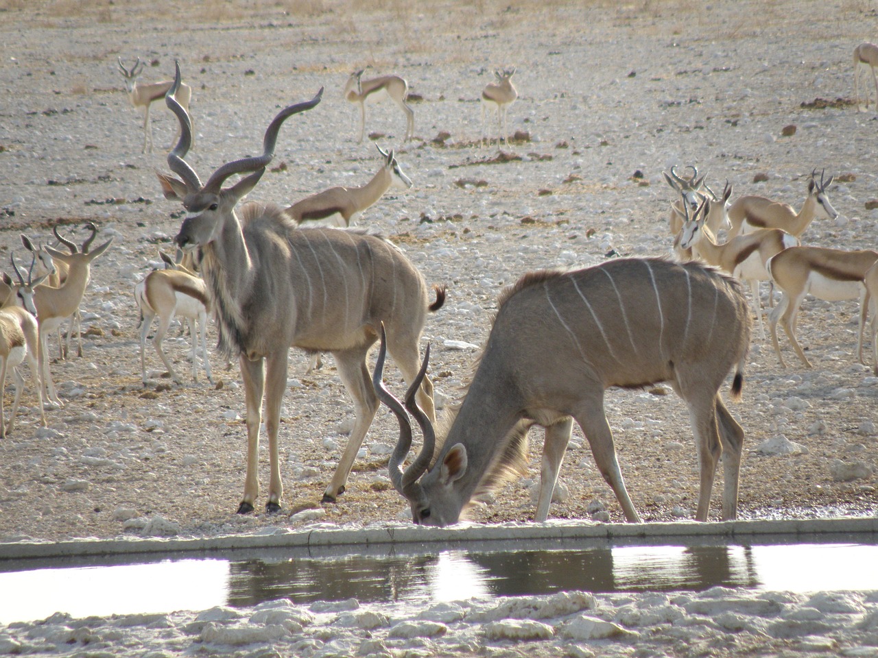 Gyvūnas, Laukiniai, Namibija, Nemokamos Nuotraukos,  Nemokama Licenzija