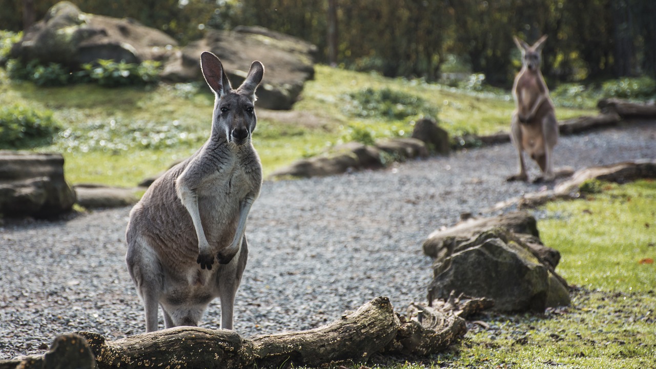 Gyvūnas, Kengūra, Zoologijos Sodas, Žinduolis, Australia, Nemokamos Nuotraukos,  Nemokama Licenzija